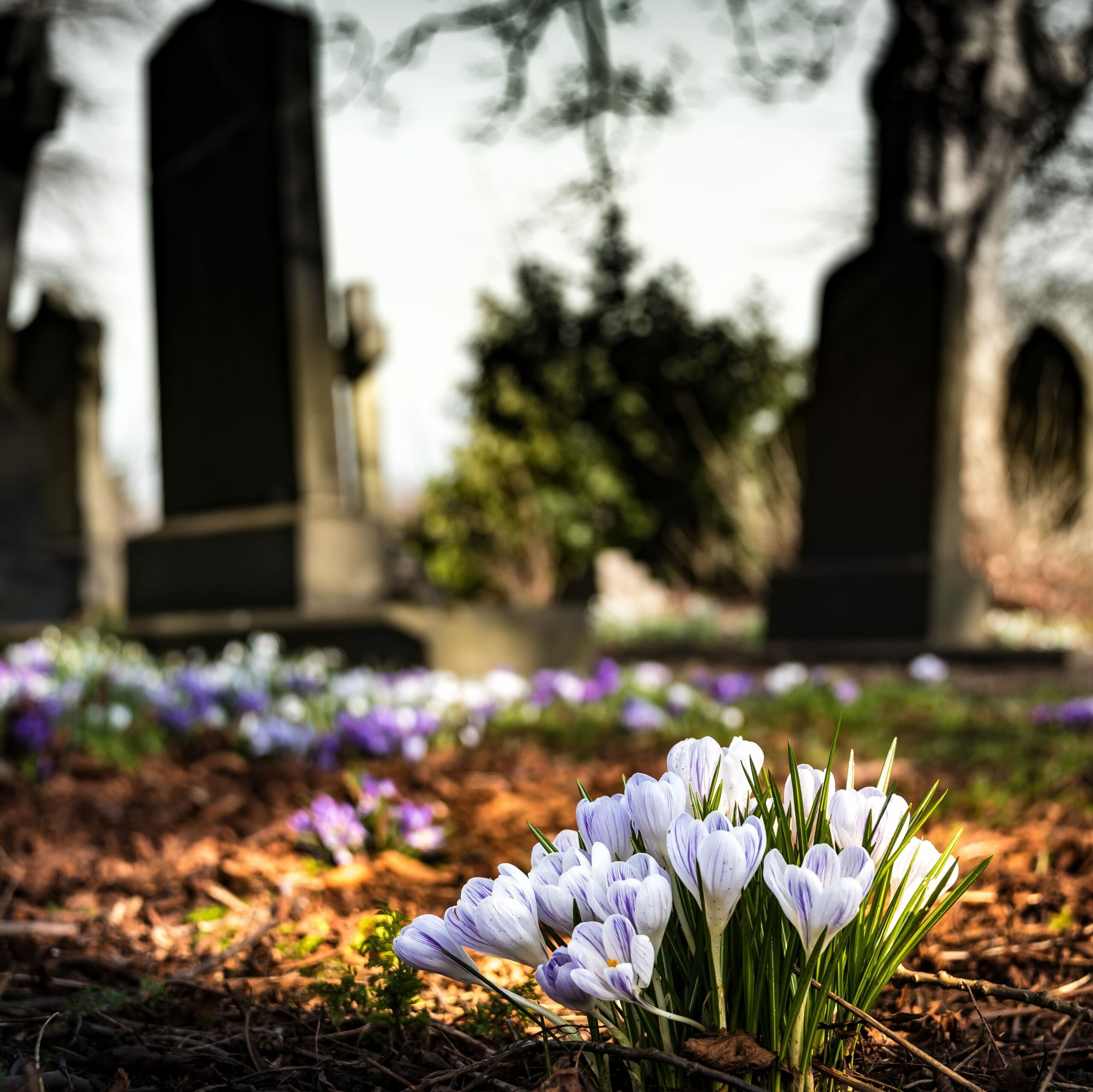 l'écologie funéraire enjeu d'avenir tombe végétale coopérative funéraire